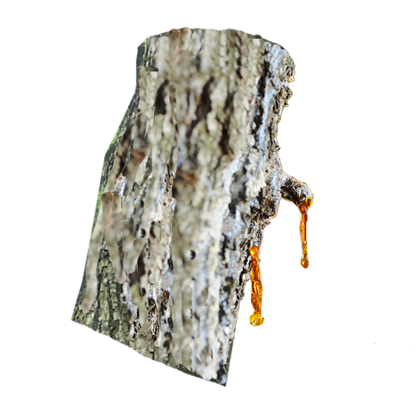 Amber Essential Oil Bottle