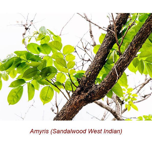 Amyris Wild Crafted Essential Oil (Sandalwood West Indian)