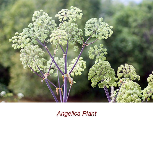 Angelica Root Absolute Essential Oil