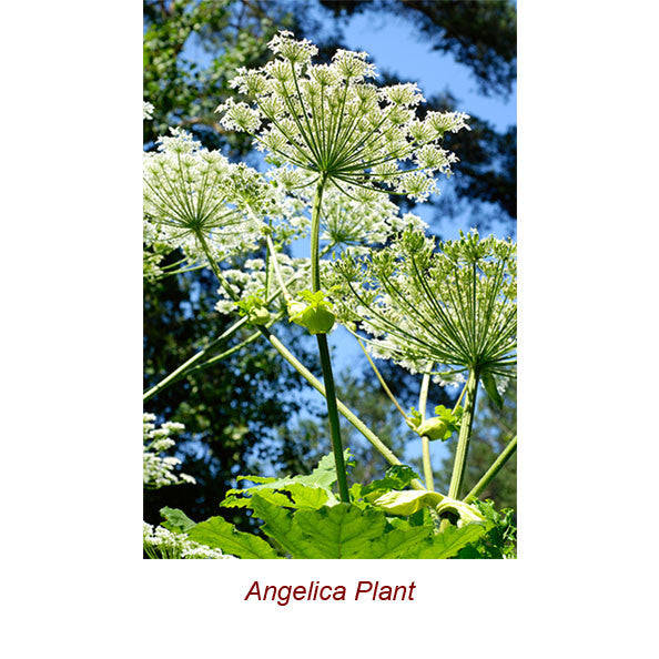 Angelica Root Absolute Essential Oil