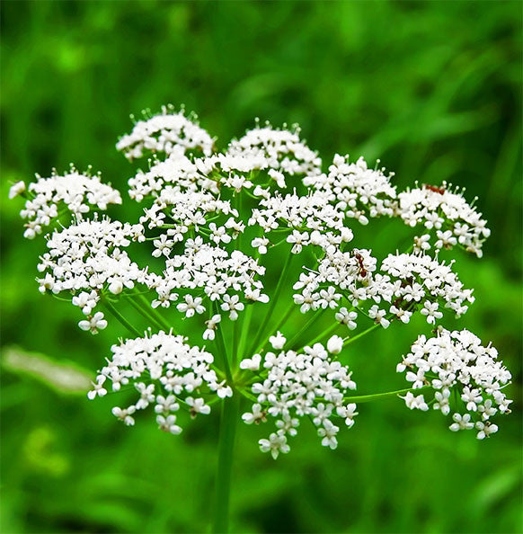 Anise Essential Oil