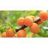 Apricot Carrier Oil