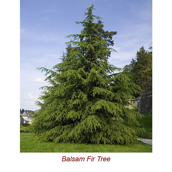 Balsam Fir Essential Oil