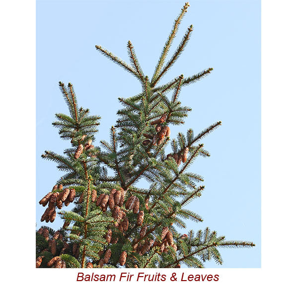 Balsam Fir Essential Oil