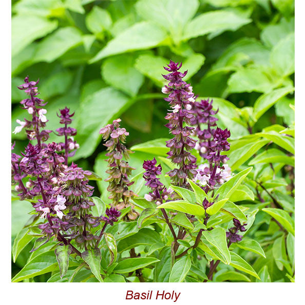 Basil Holy Essential Oil