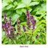 Basil Holy Essential Oil