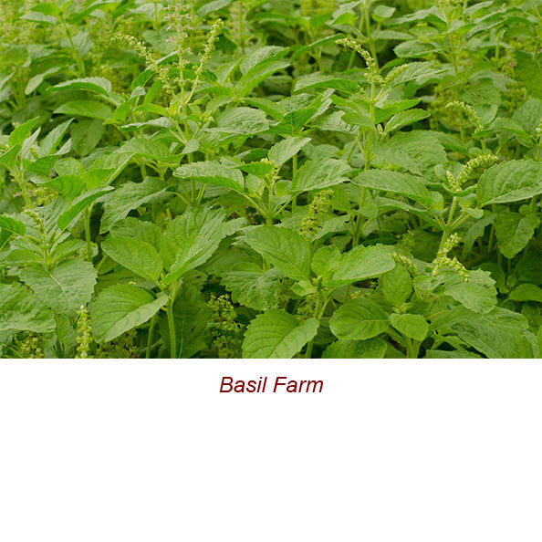 Basil Sweet Essential Oil