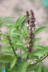 Basil Sweet Essential Oil