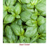 Basil Sweet Organic Essential Oil