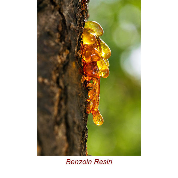 Benzoin Wild Crafted Essential Oil