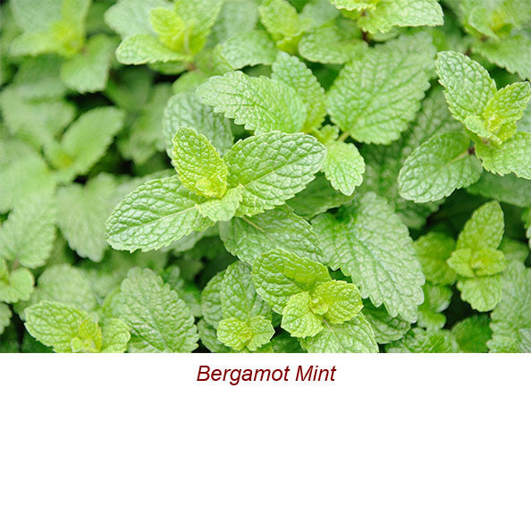 Bergamot Mint Essential Oil