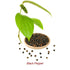 Black Pepper Organic Essential Oil