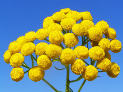 Blue Tansy Wild Crafted Essential Oil