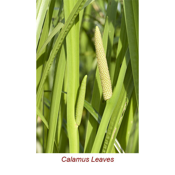 Calamus Essential Oil