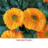 Calendula (Marigold) Absolute Essential Oil