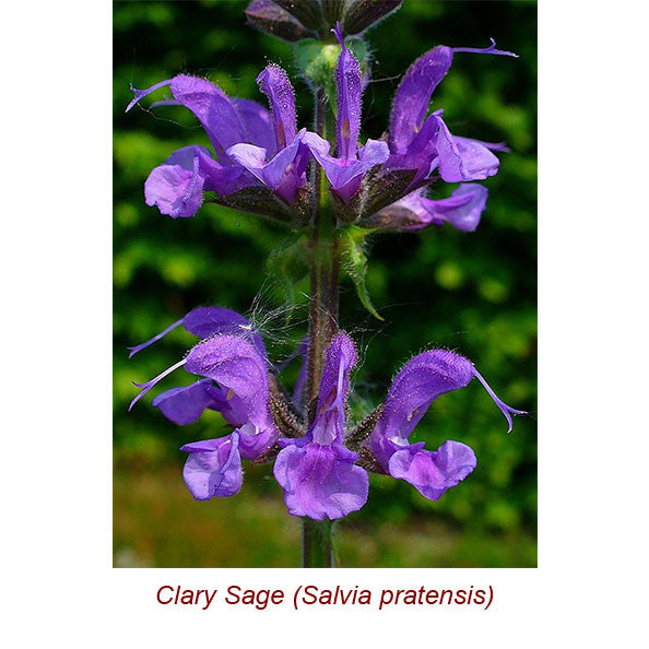 Clary Sage Essential Oil