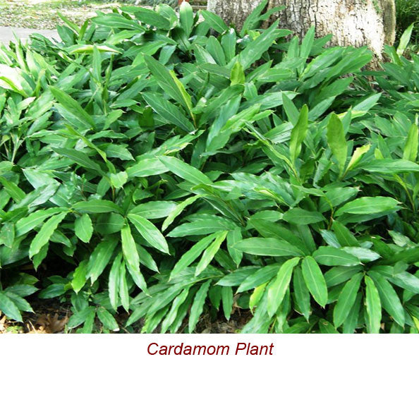 Cardamom Essential Oil