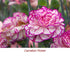 Carnation Absolute Essential Oil