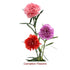 Carnation Absolute Essential Oil