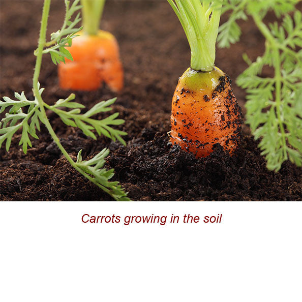 Carrot Seed Essential Oil