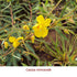 Cassia Essential Oil