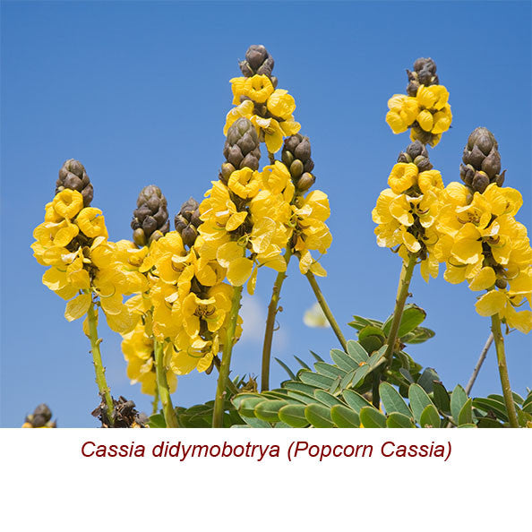 Cassia Essential Oil