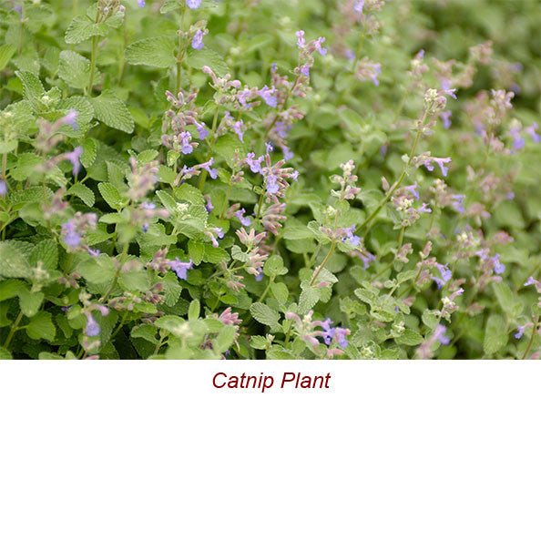 Catnip Essential Oil