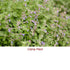 Catnip Essential Oil