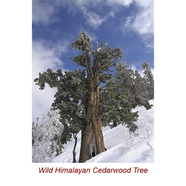 Cedarwood Himalayan Wild Crafted Essential Oil