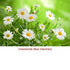 Chamomile Blue (German) Essential Oil