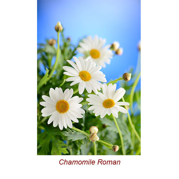 Chamomile Roman Wild Crafted Essential Oil