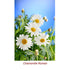 Chamomile Roman Wild Crafted Essential Oil