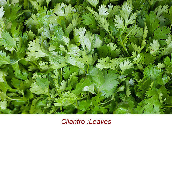 Cilantro Essential Oil