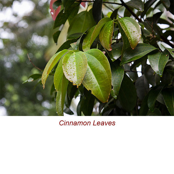 Cinnamon Leaf Organic Essential Oil