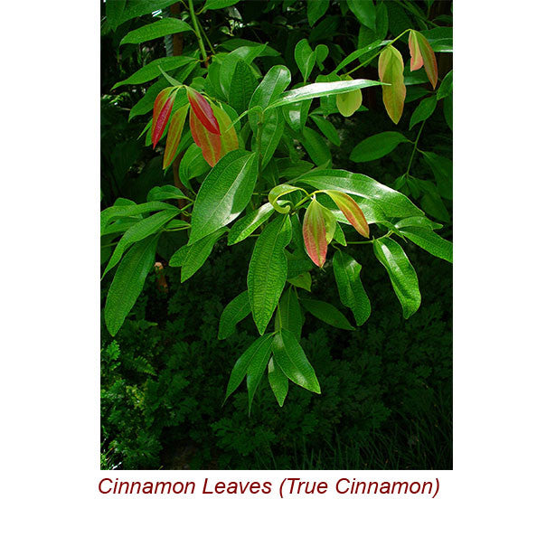 Cinnamon Leaf Essential Oil