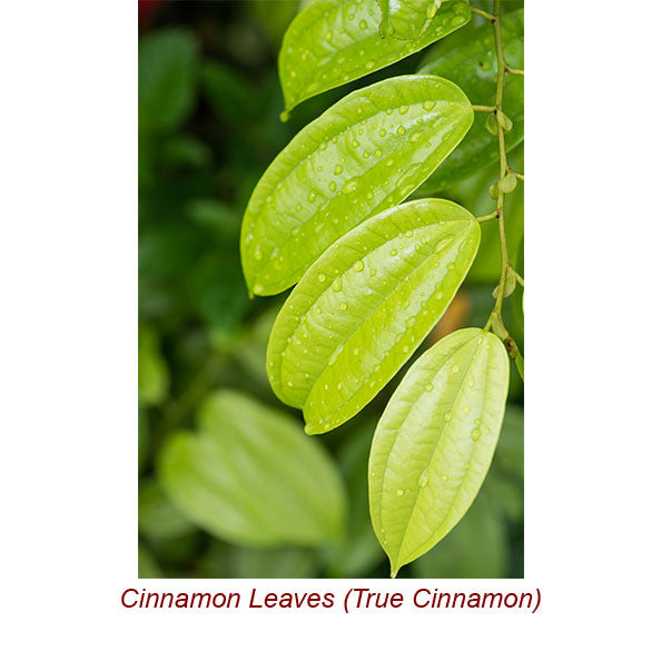 Cinnamon Leaf Organic Essential Oil