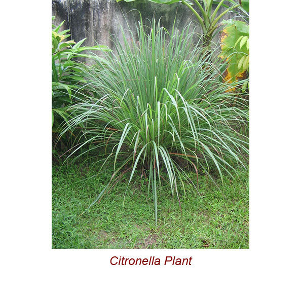 Citronella Essential Oil