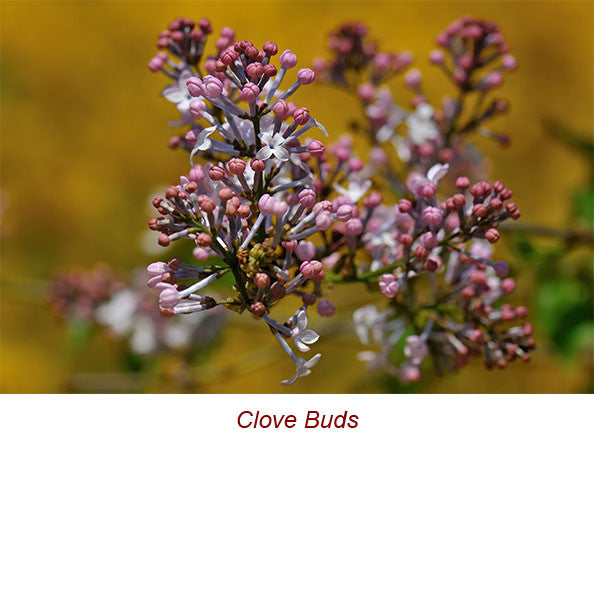 Clove Bud Organic Essential Oil