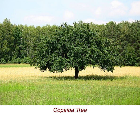 Copaiba Balsam Wild Crafted Essential Oil