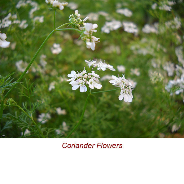 Coriander Seed Essential Oil