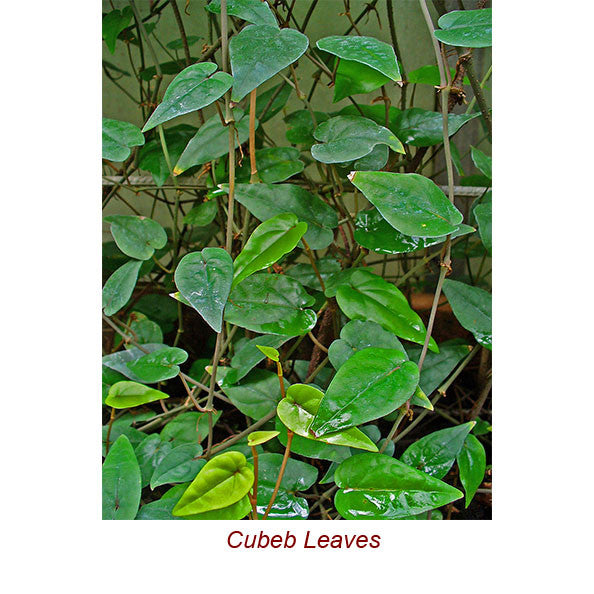 Cubeb Essential Oil