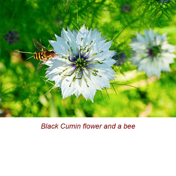 Cumin Essential Oil