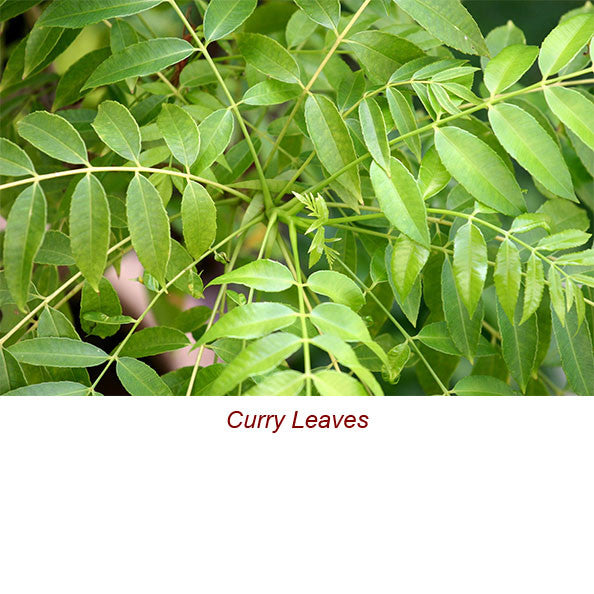 Curry Leaf Essential Oil