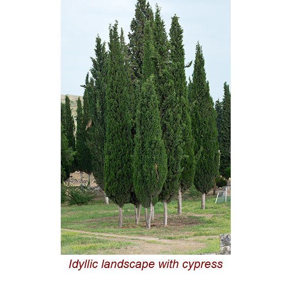 Cypress Essential Oil