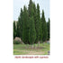 Cypress Essential Oil