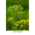 Dill Seed Essential Oil