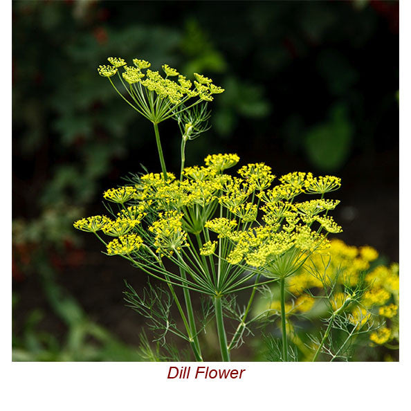 Dill Weed Essential Oil