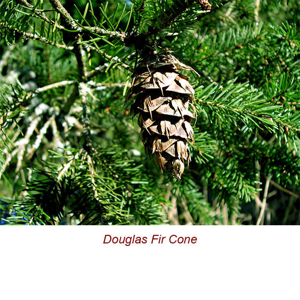 Douglas Fir Wild Crafted Essential Oil