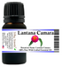 Lantana Camara Wild Crafted Essential Oil