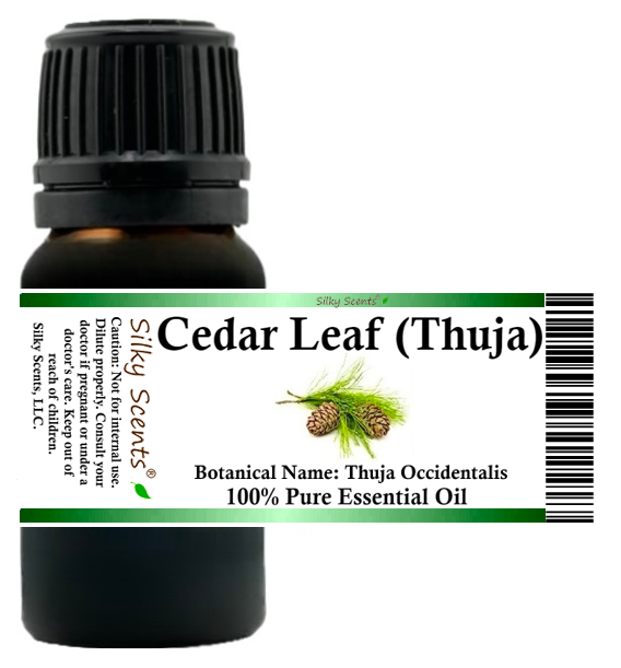 Cedar Leaf (Thuja) Essential Oil – Silky Scents